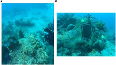 Education and Research: A Symbiosis to Better Understand a Novel Coral Disease